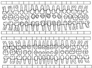 example of printable dental chart template