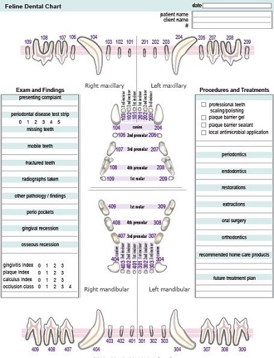 printable dental chart template example