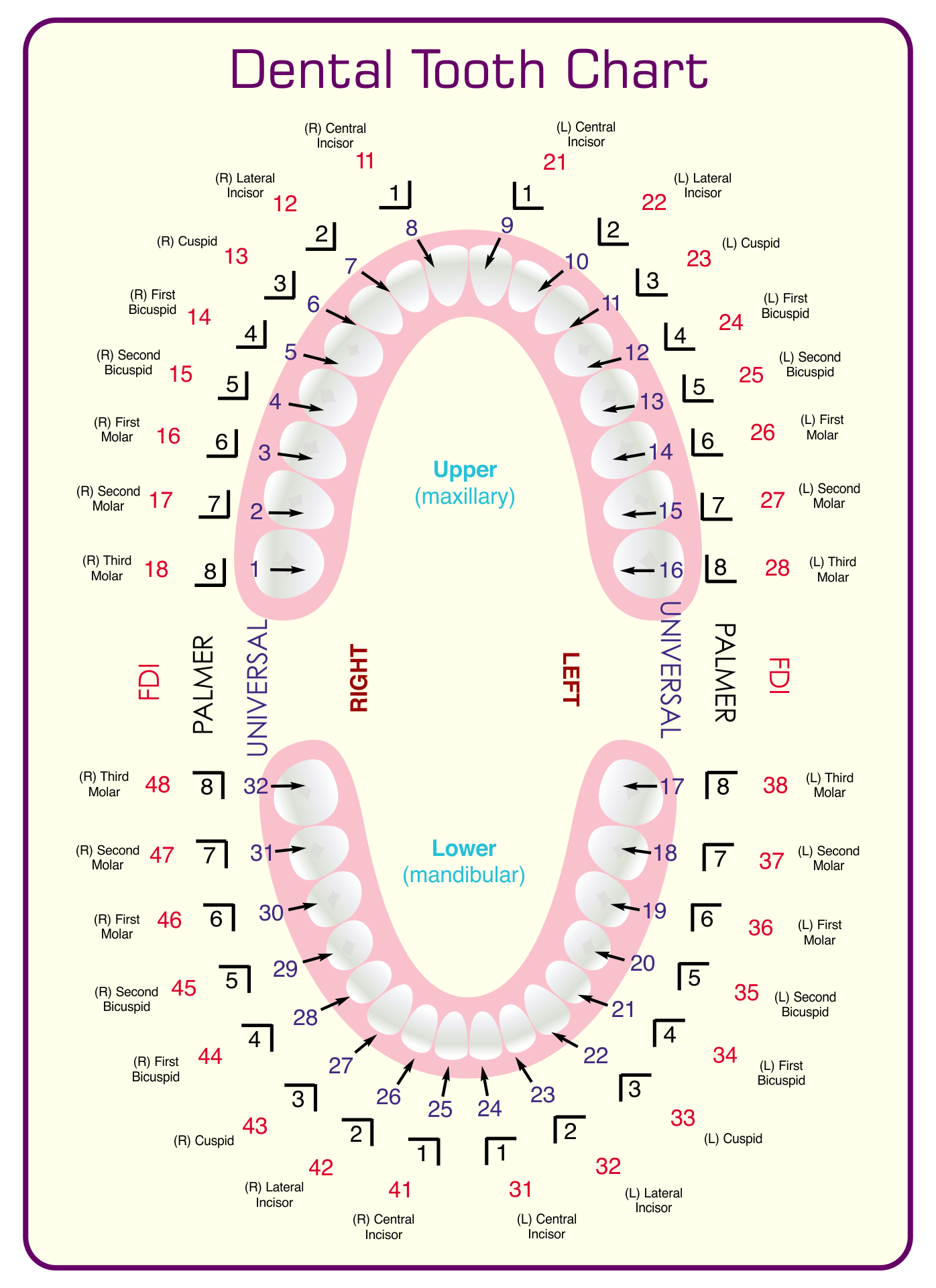 printable dental chart template sample
